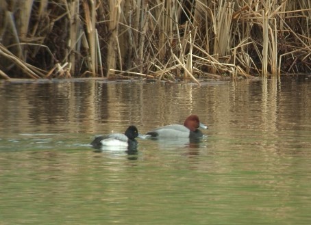 Redhead - Larry Siemens