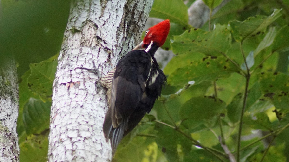 Pale-billed Woodpecker - ML309509011