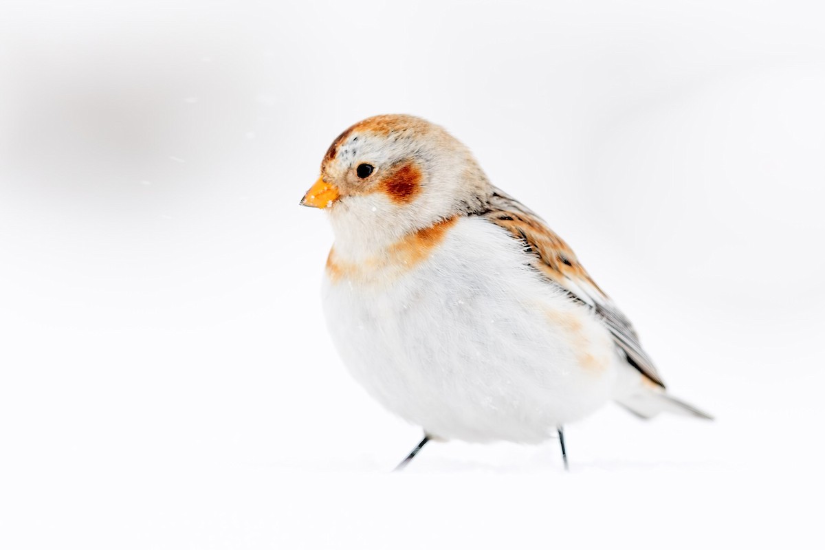 Snow Bunting - ML309511421