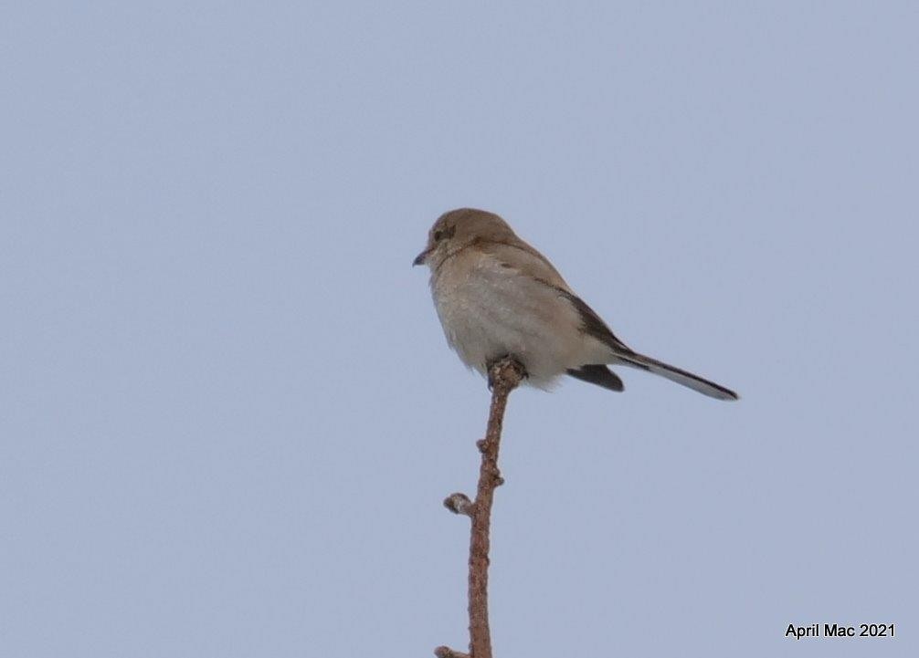 Northern Shrike - ML309512901