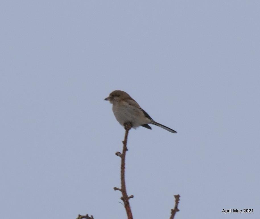 Northern Shrike - ML309512961