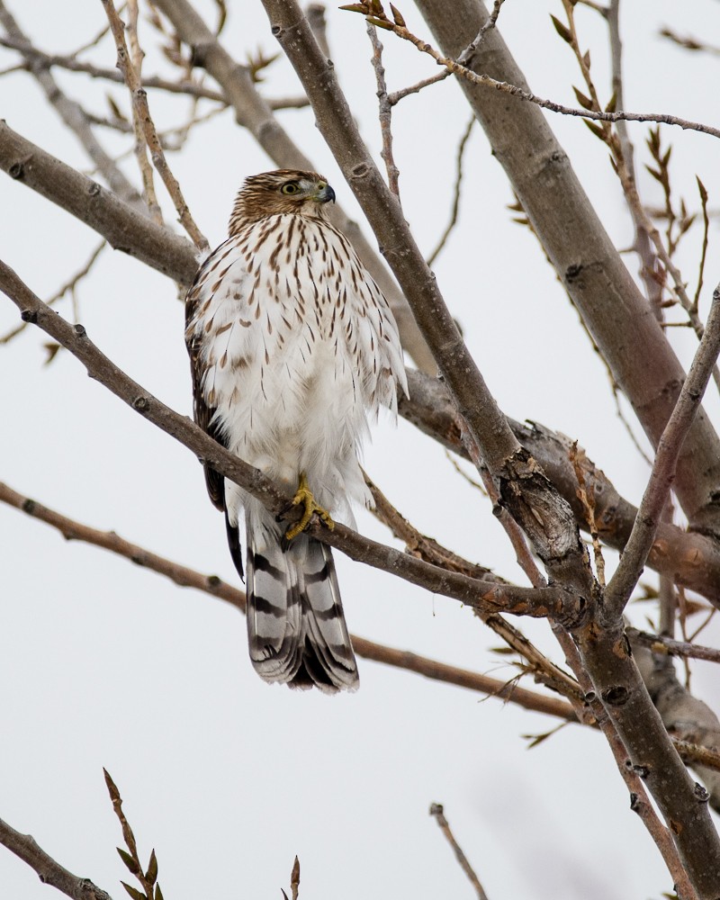 Cooper's Hawk - ML309513701