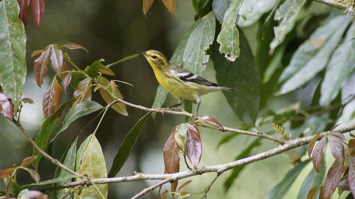 Blackburnian Warbler - ML309513811