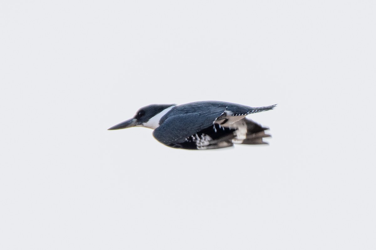 Belted Kingfisher - German Garcia