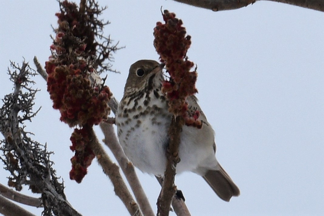 Hermit Thrush - Terri Kershaw