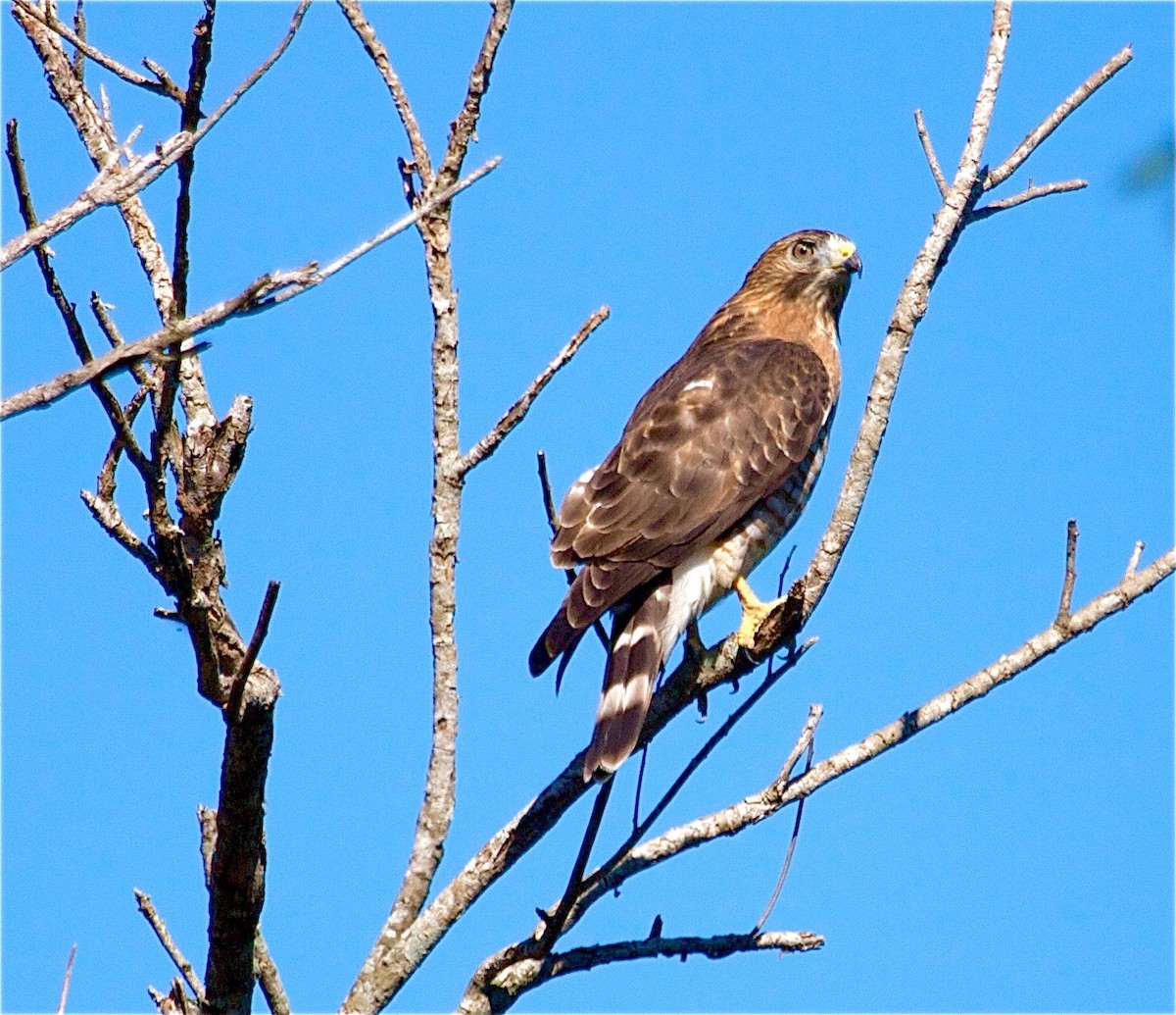 Broad-winged Hawk - ML30951751