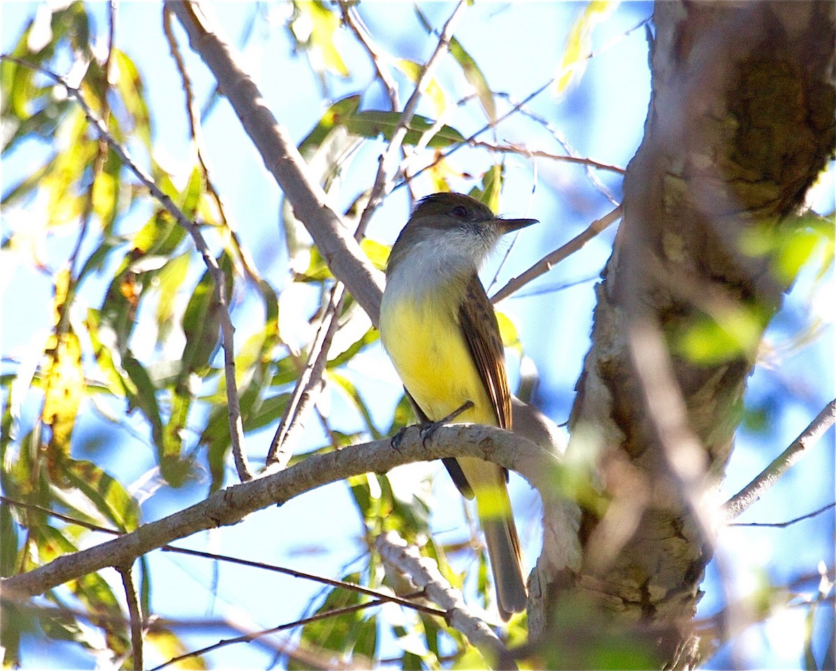 Dusky-capped Flycatcher - ML30951771