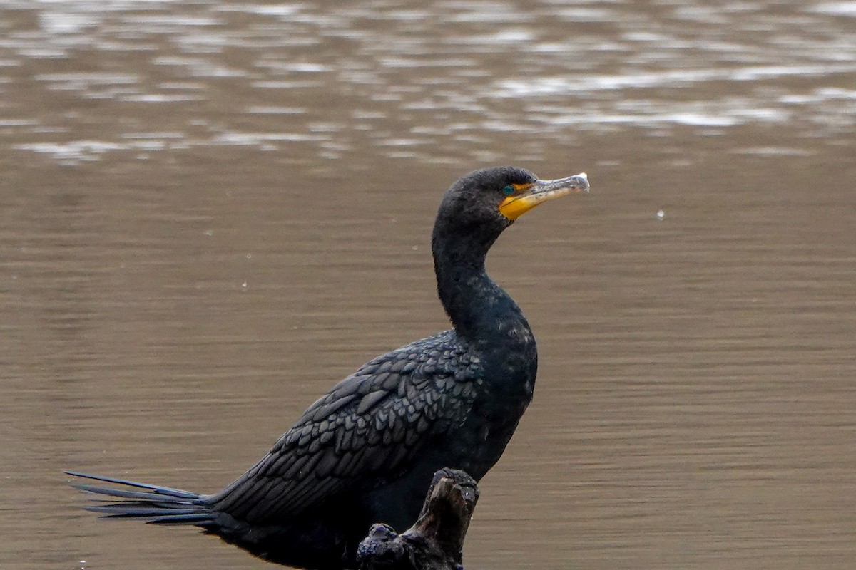 Double-crested Cormorant - ML309518101