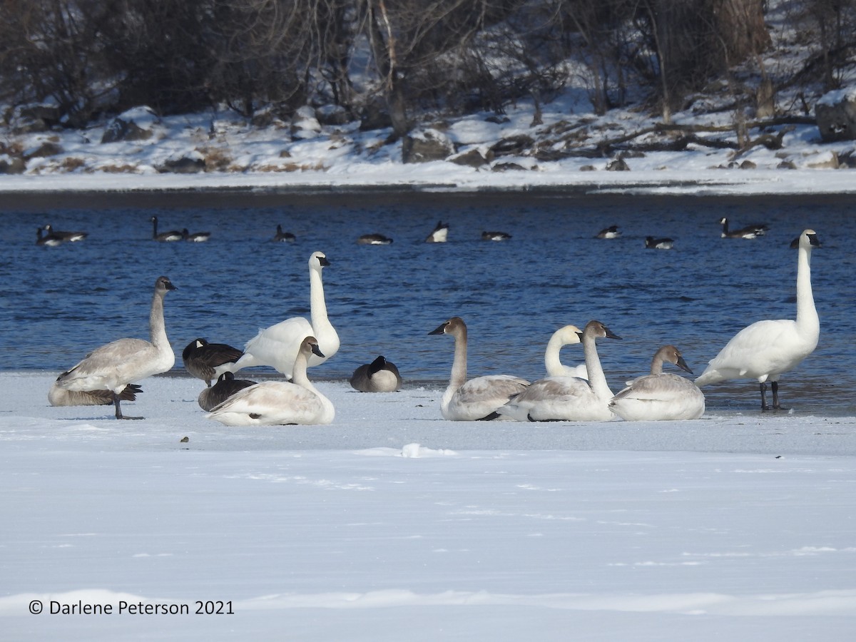 Trumpeter Swan - ML309519281