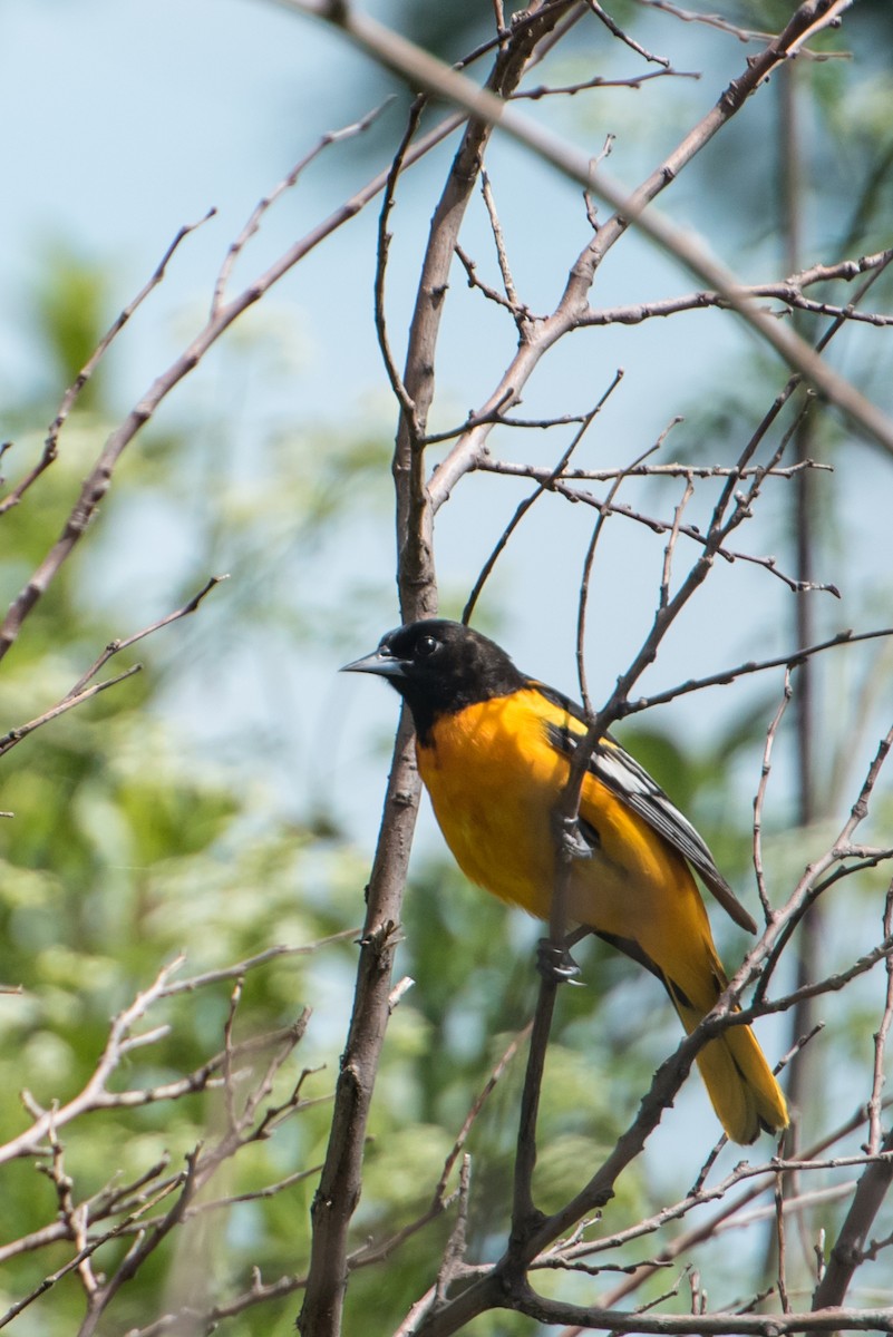 Baltimore Oriole - ML30952031