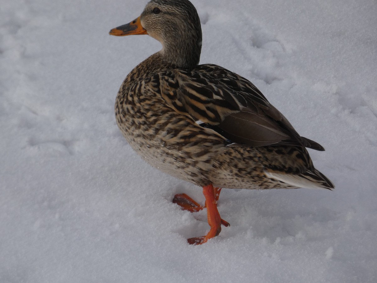 Mallard - Lucie Parker