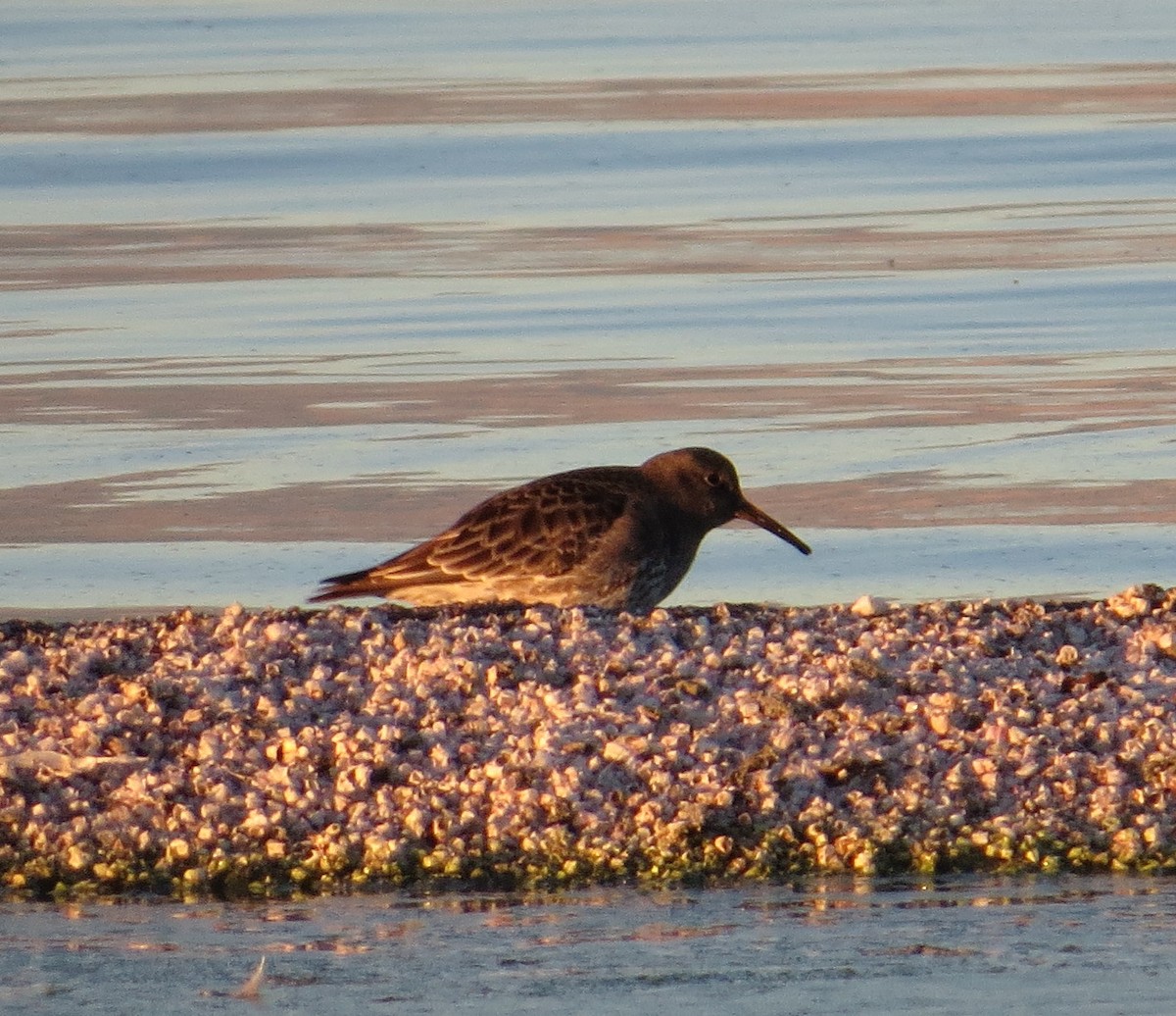 Purple Sandpiper - ML309521761