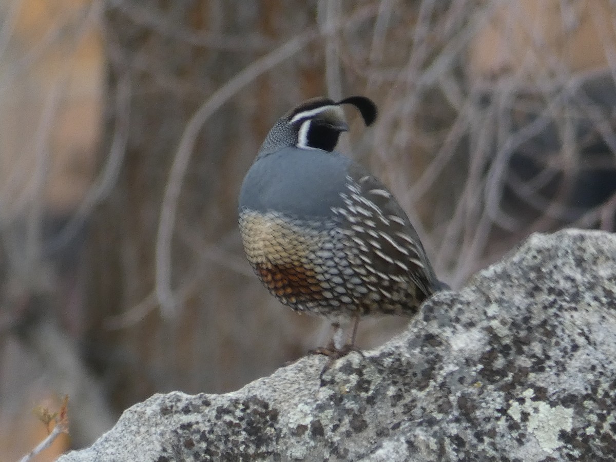 California Quail - ML309521811