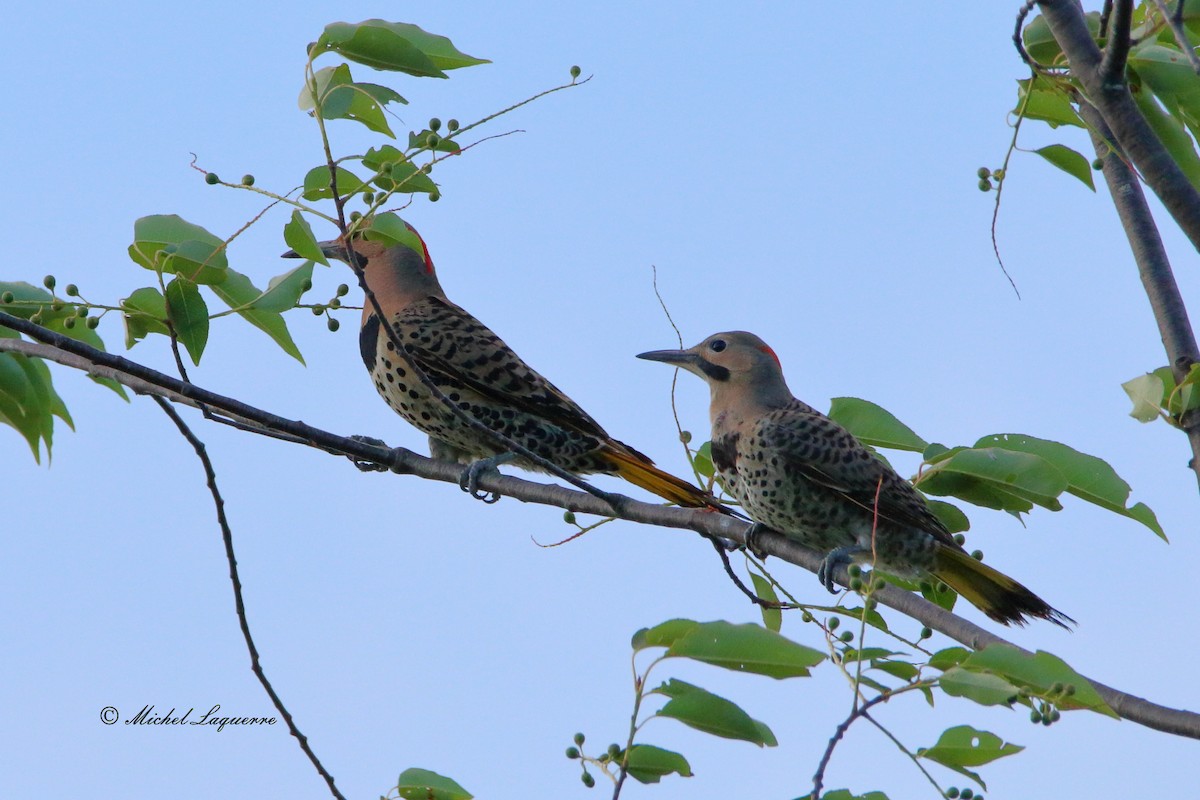 Northern Flicker - ML30952551