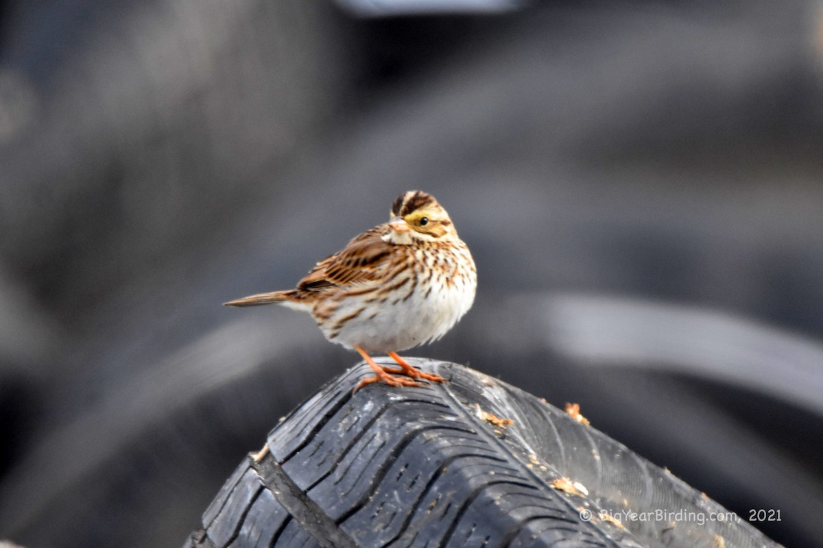 Savannah Sparrow - ML309526781