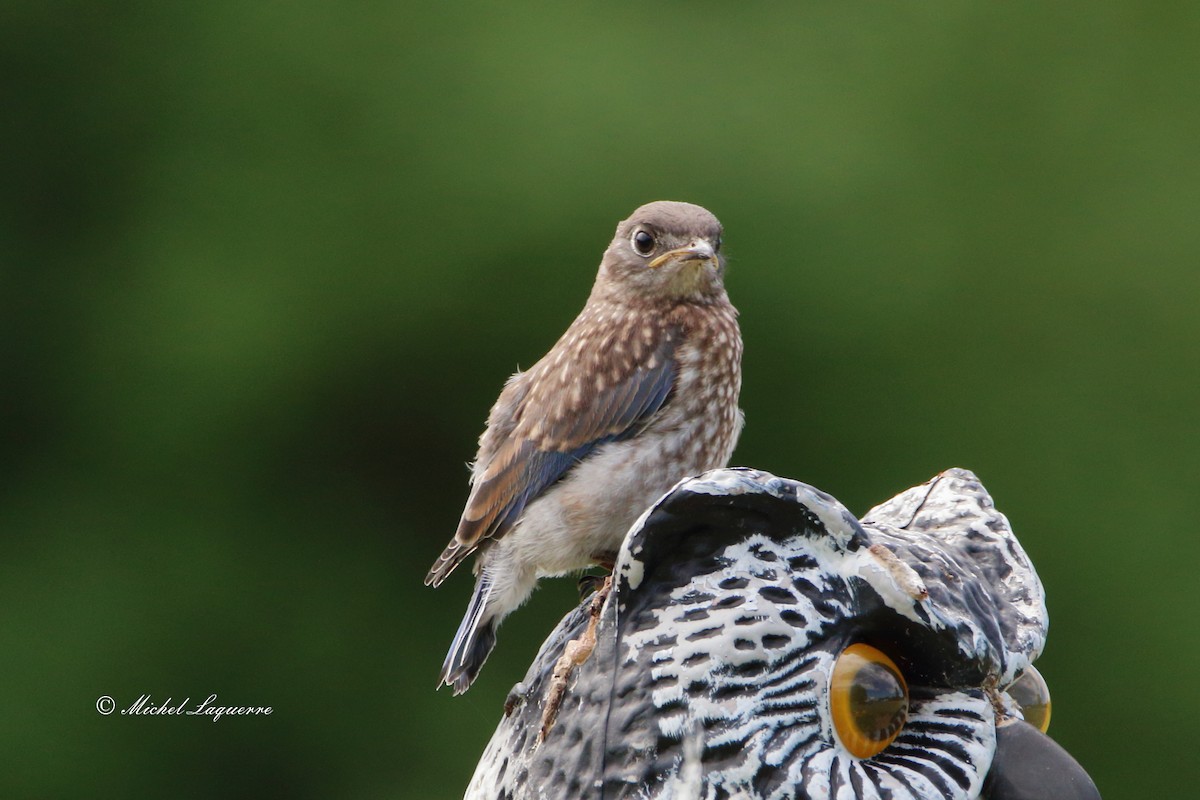 Eastern Bluebird - Michel Laquerre