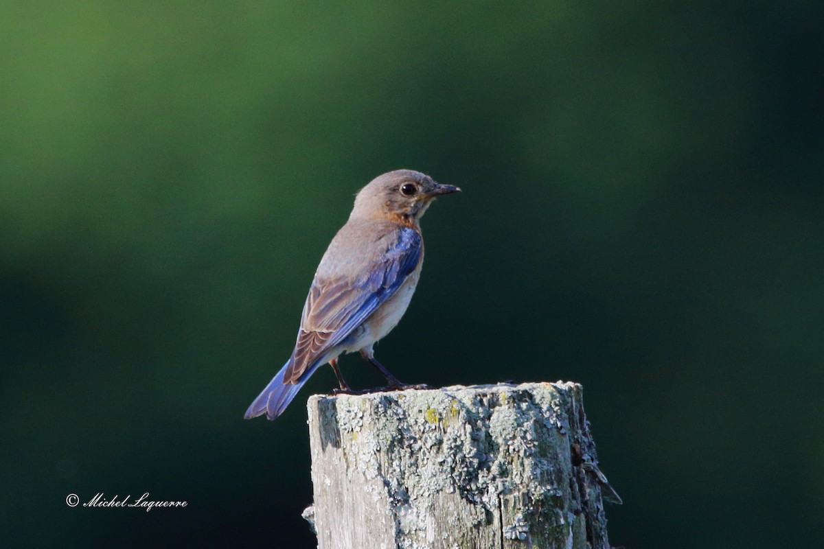 Eastern Bluebird - ML30952791