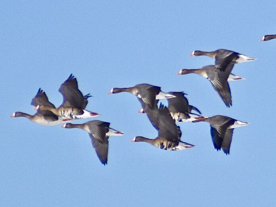 אווז לבן-מצח - ML309527981