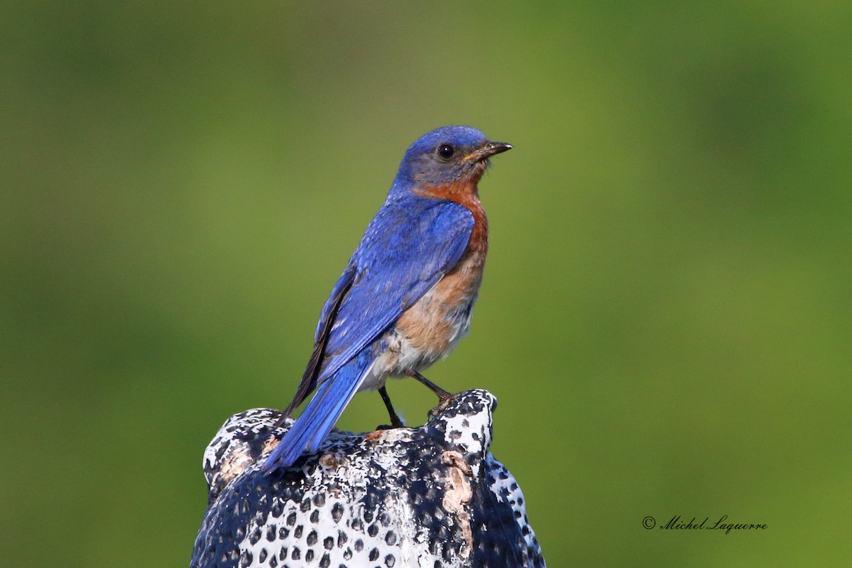Eastern Bluebird - Michel Laquerre
