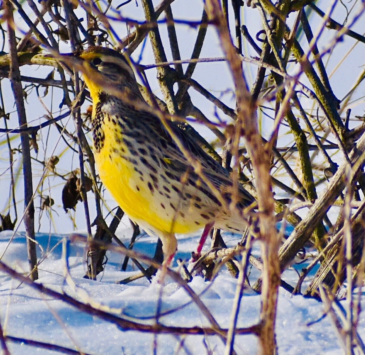 Eastern Meadowlark - ML309528101