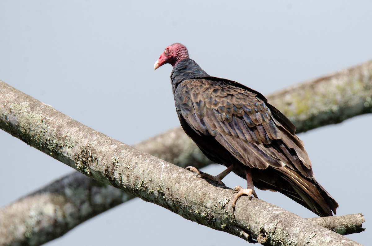 Turkey Vulture - ML309529231