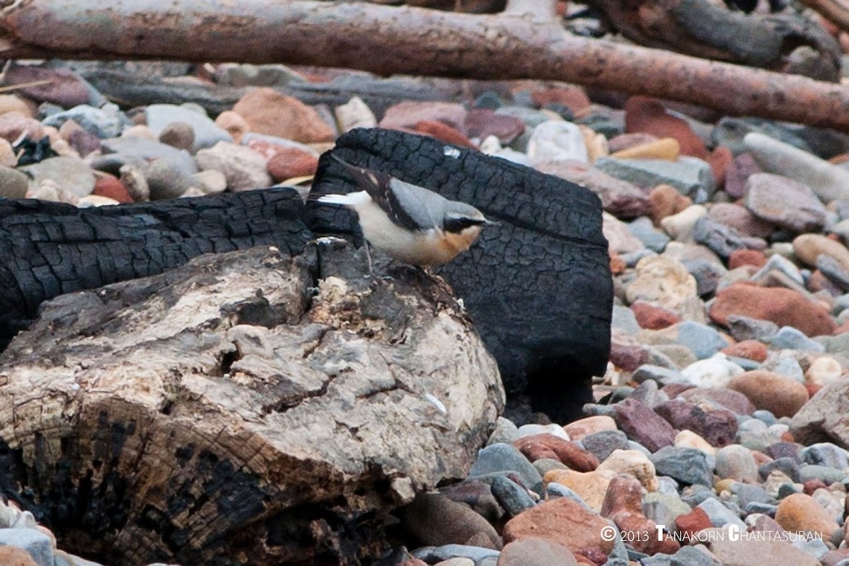 Northern Wheatear - ML309530621