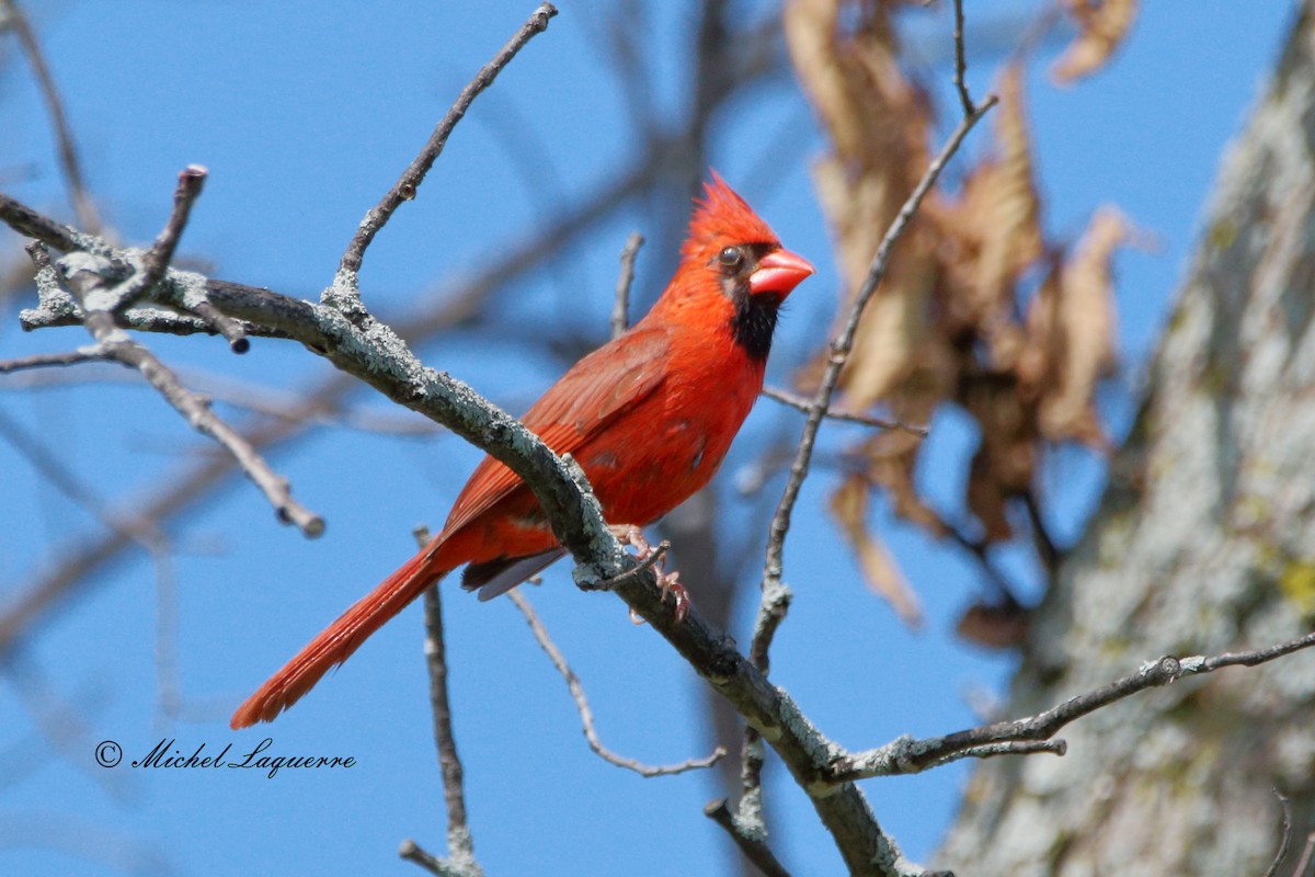 Cardinal rouge - ML30953201