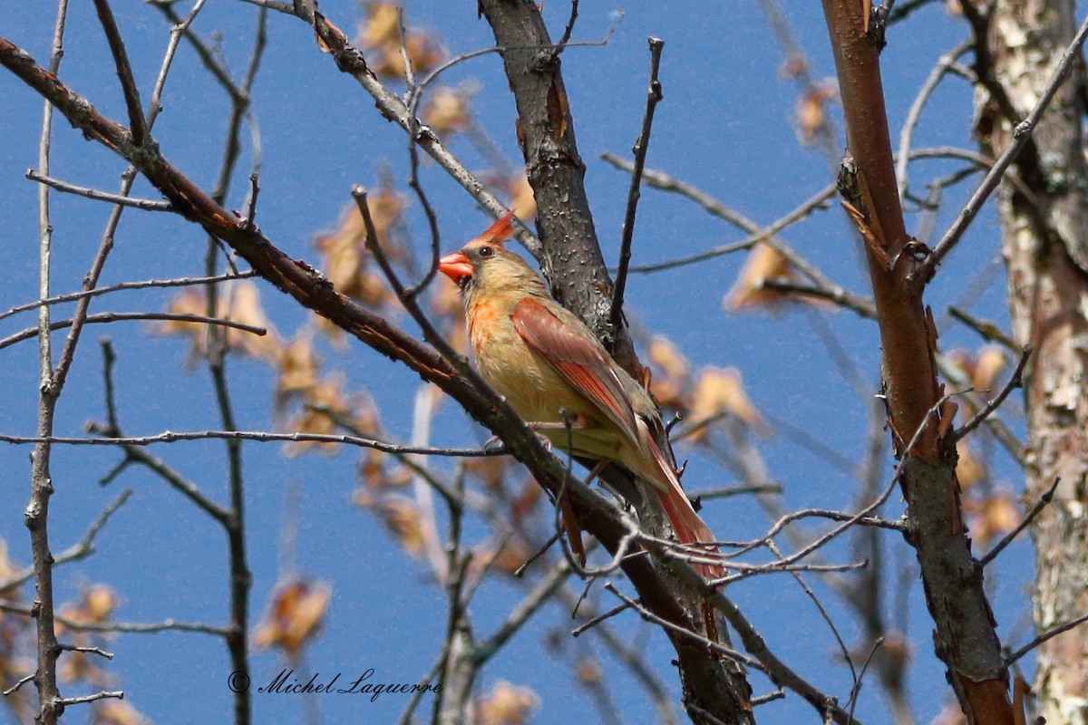 Cardinal rouge - ML30953211