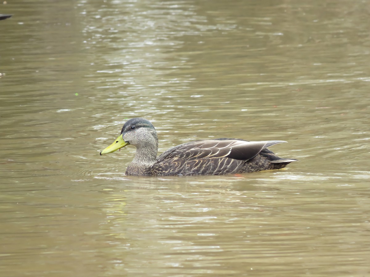 American Black Duck - ML309532481