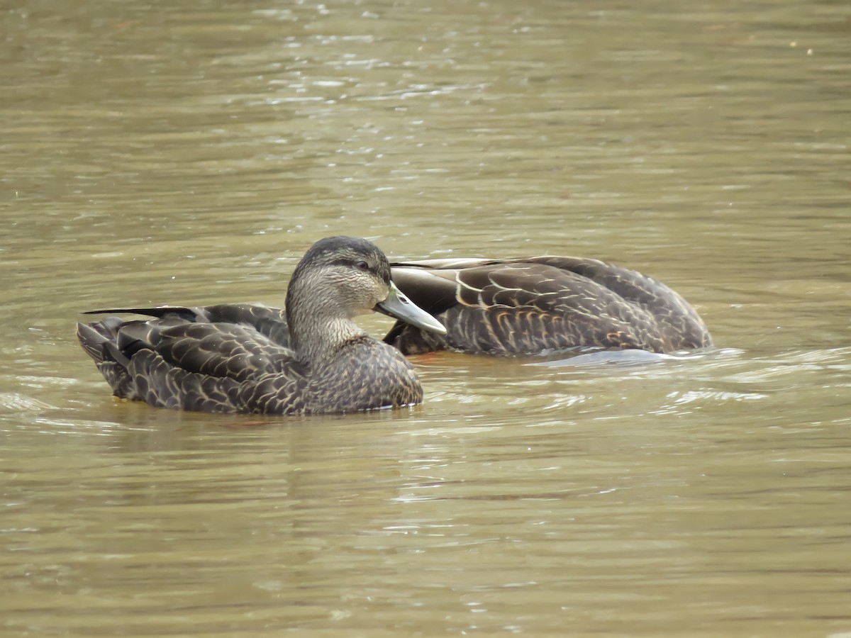 American Black Duck - ML309532531