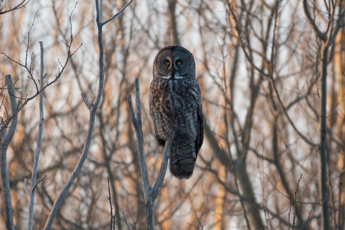 Great Gray Owl - ML309533411