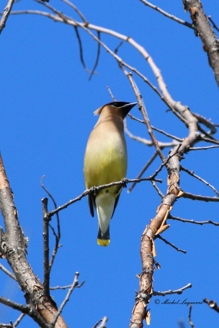 Cedar Waxwing - ML30953381