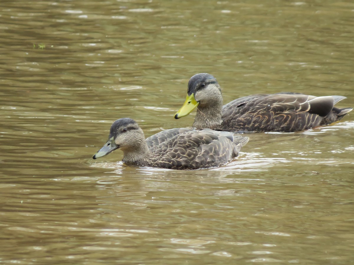 American Black Duck - Matthew Krawczyk