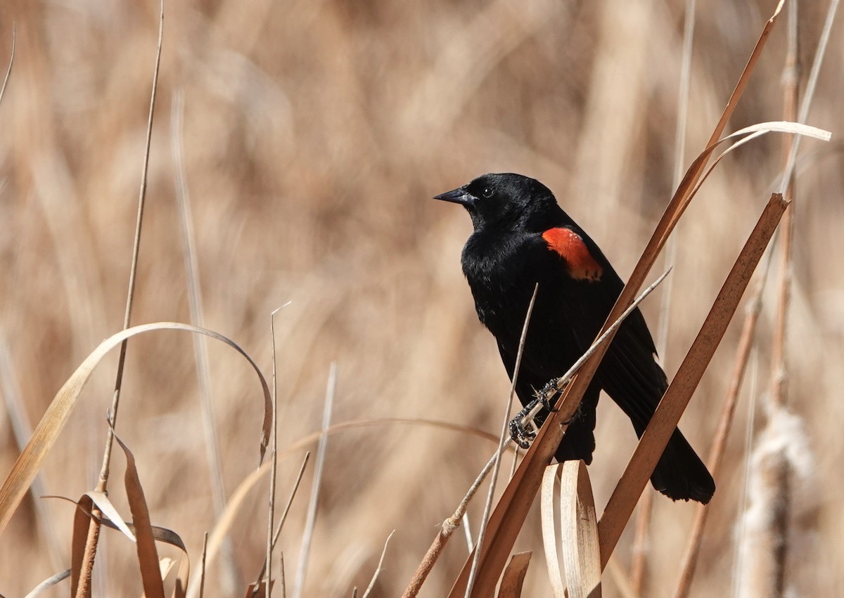 Red-winged Blackbird - ML309536251