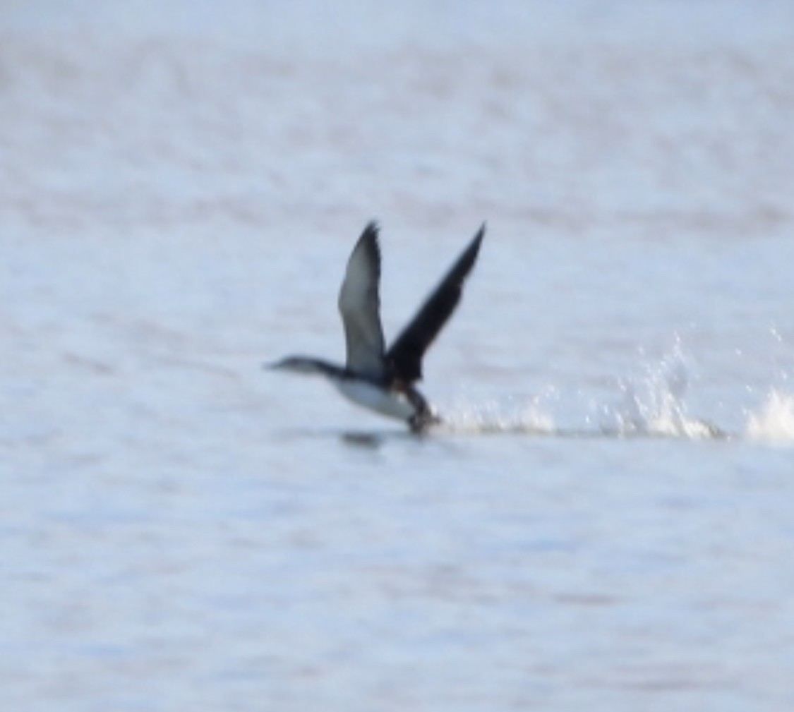 Red-throated Loon - ML309536691