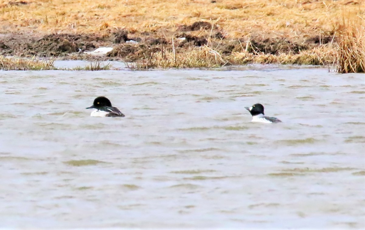 Common Goldeneye x Hooded Merganser (hybrid) - ML309536931