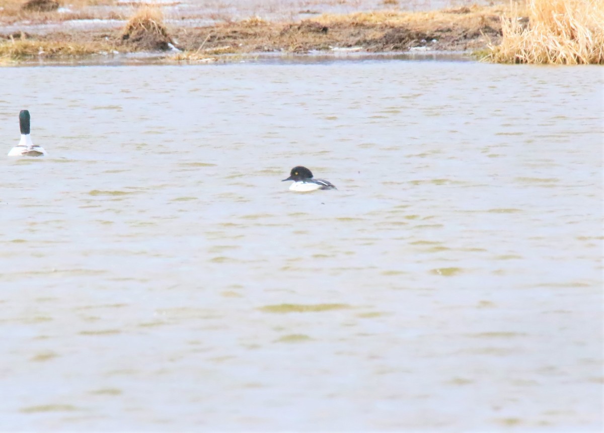 Common Goldeneye x Hooded Merganser (hybrid) - ML309536971