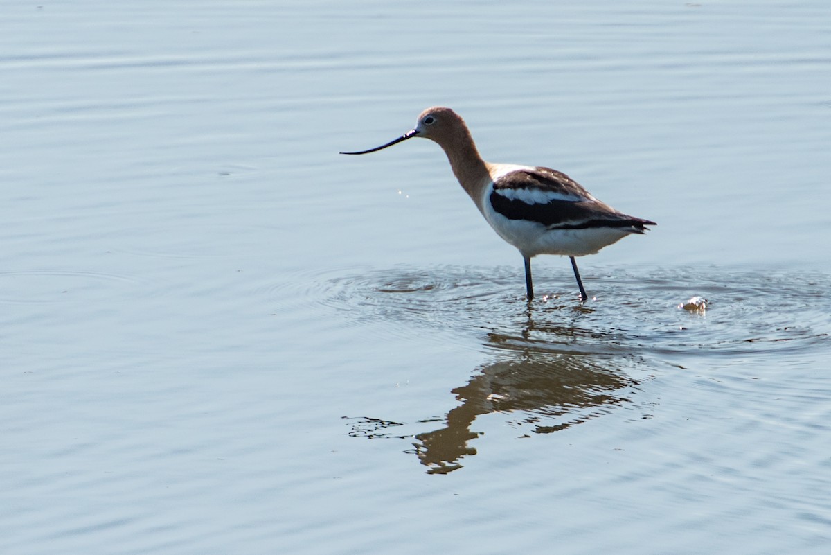 American Avocet - Robert Priddy