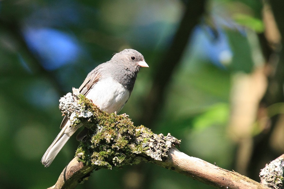 Dark-eyed Junco (Slate-colored) - Tim Lenz