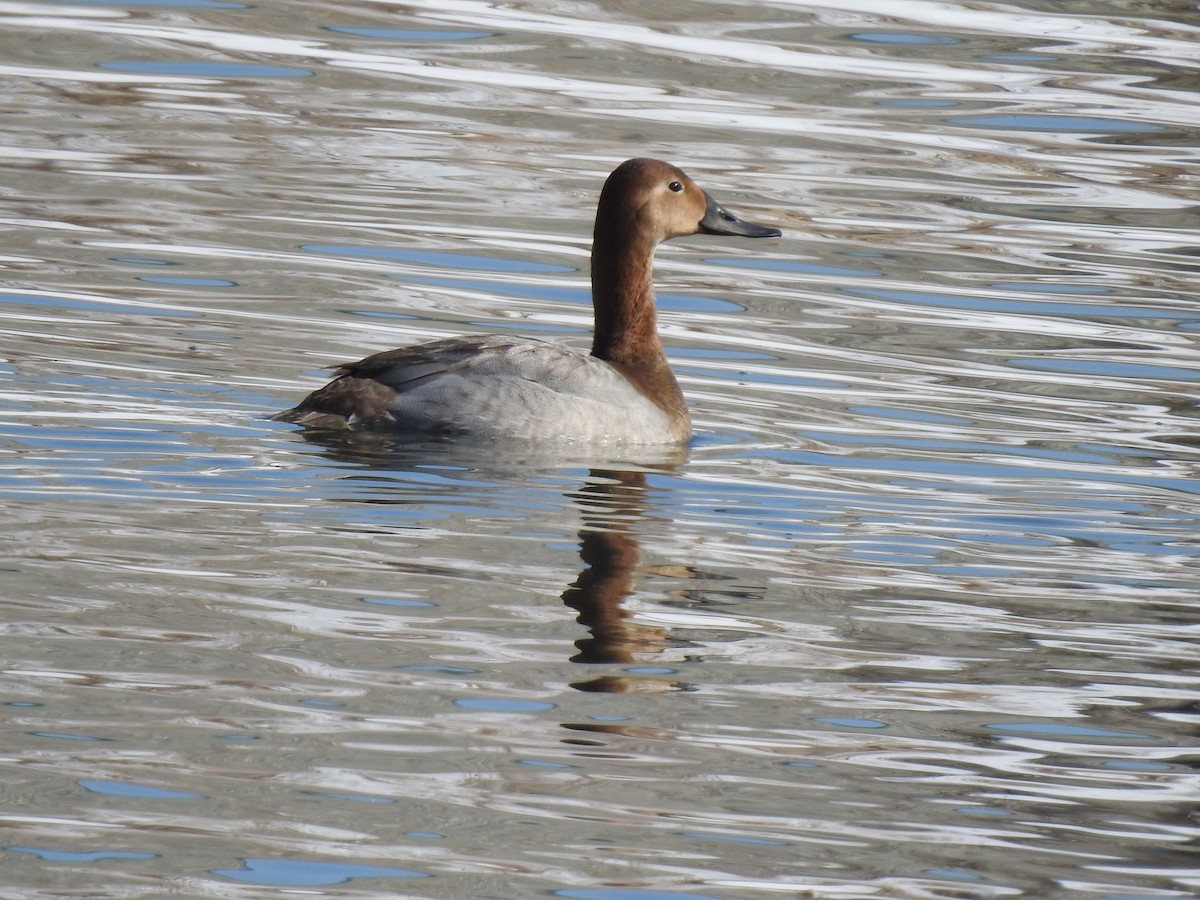 Canvasback - James Bolte