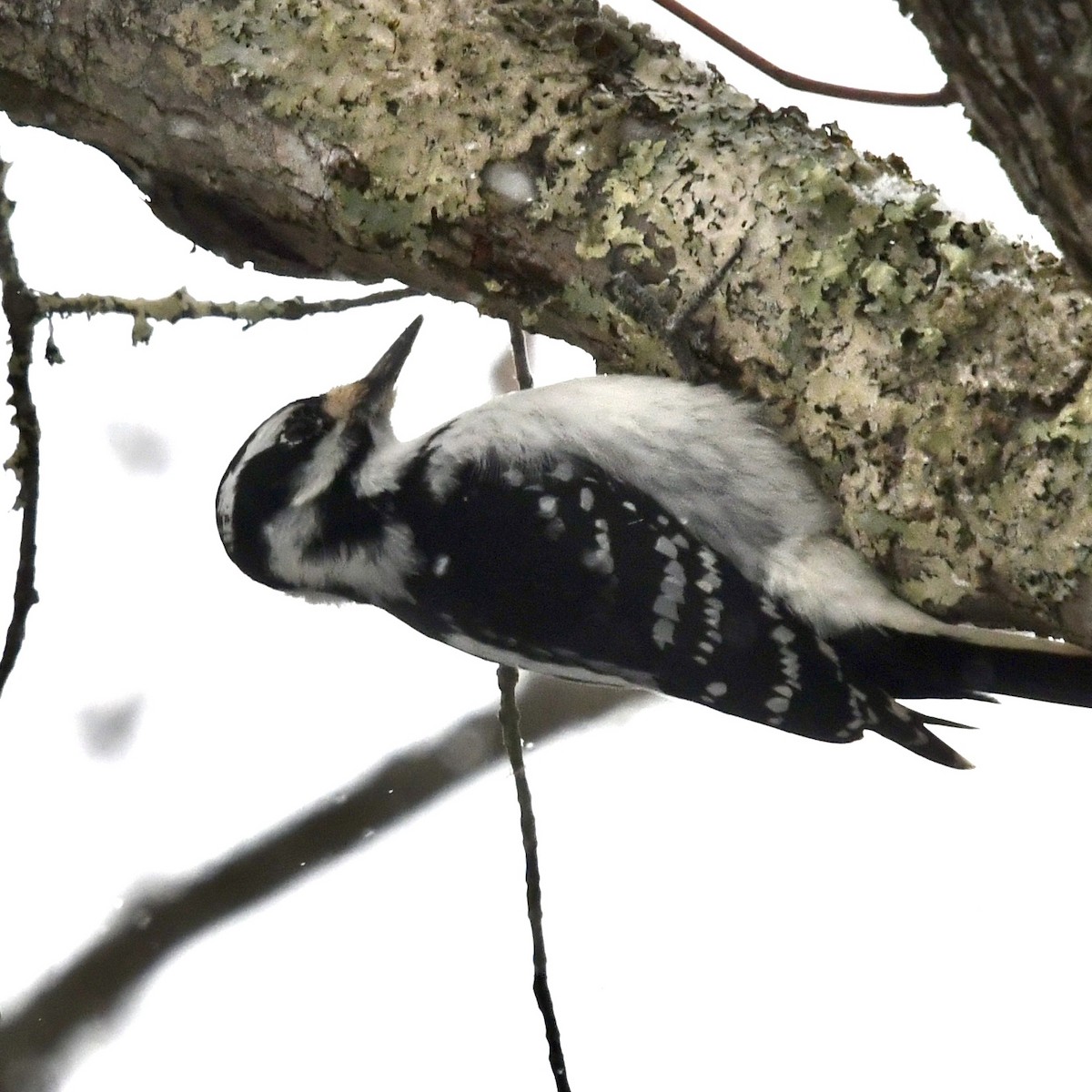 Hairy Woodpecker - ML309541281