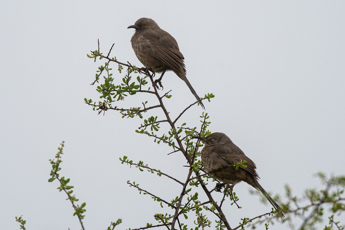 Curve-billed Thrasher - ML309541921