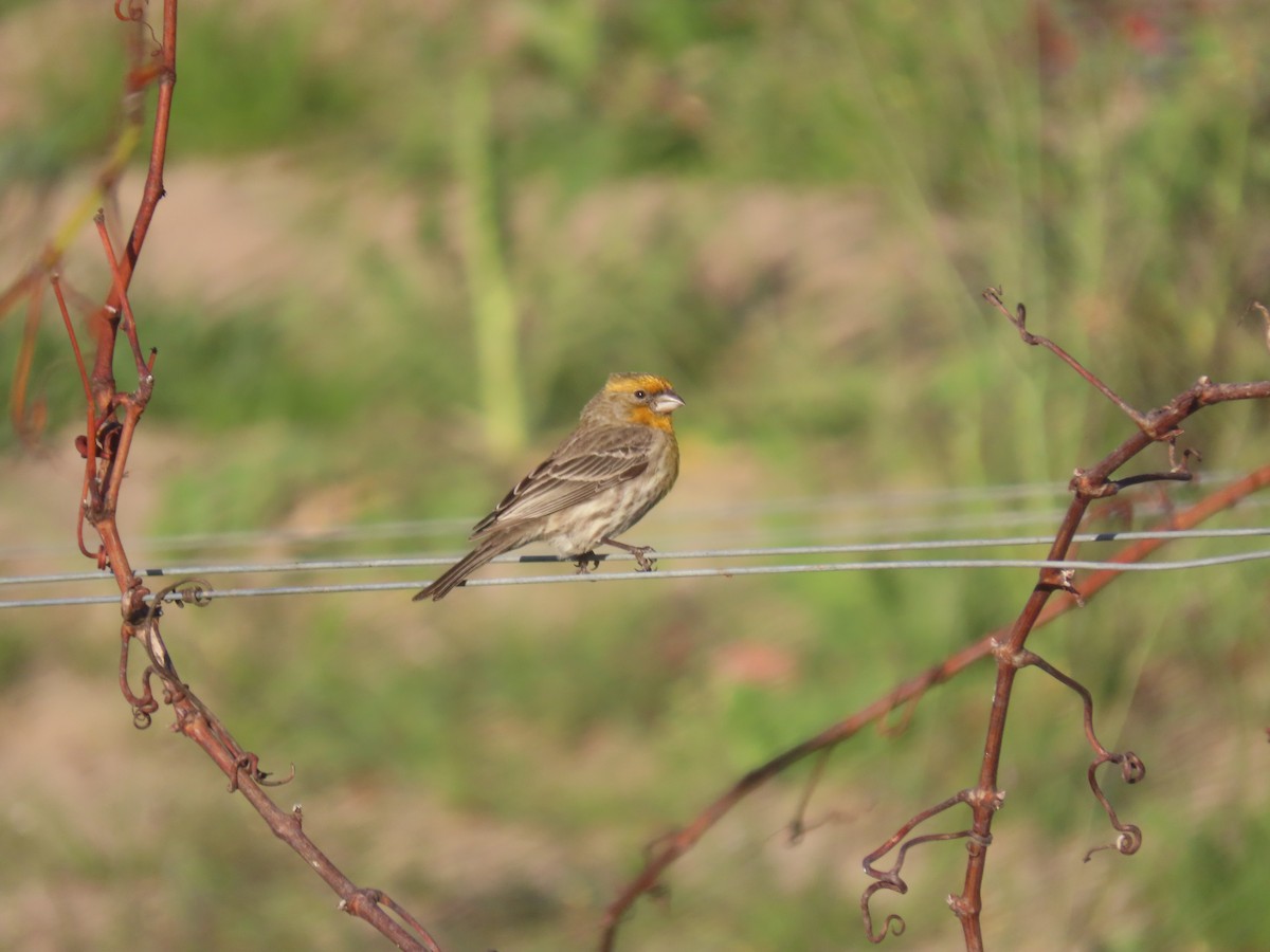 House Finch - ML309544461