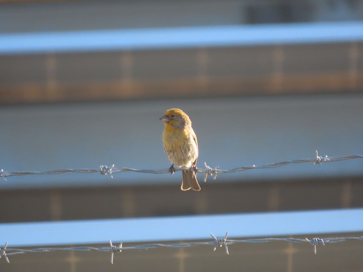 House Finch - ML309544491