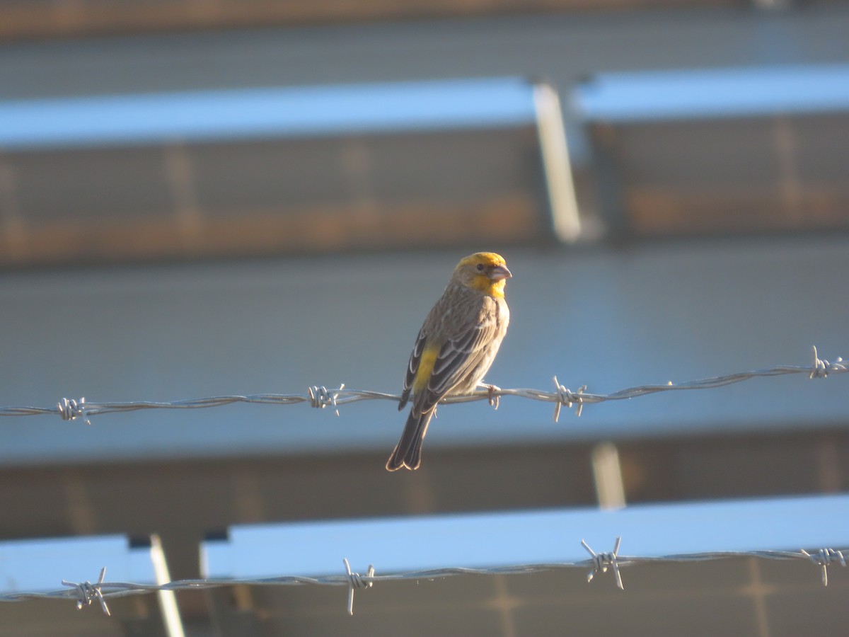 House Finch - ML309544511