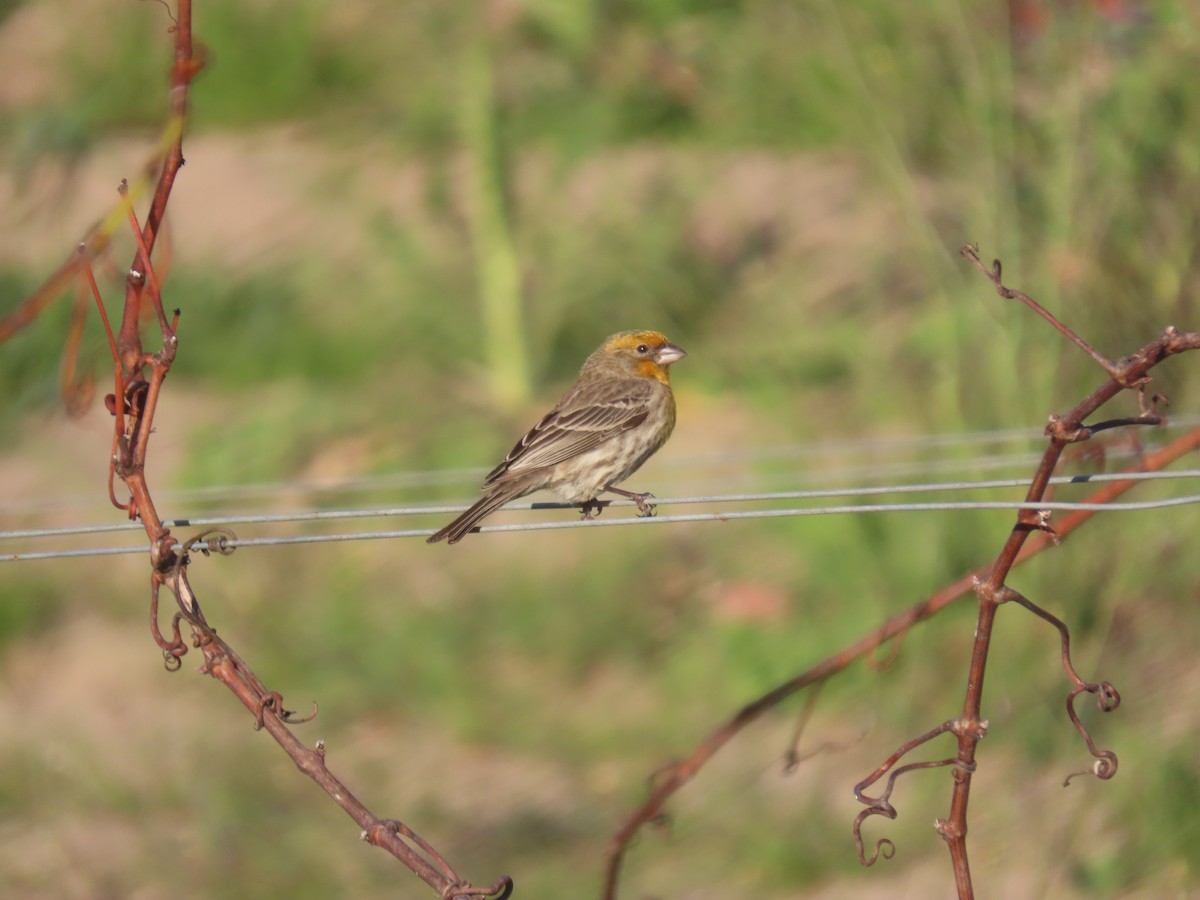 House Finch - ML309544551