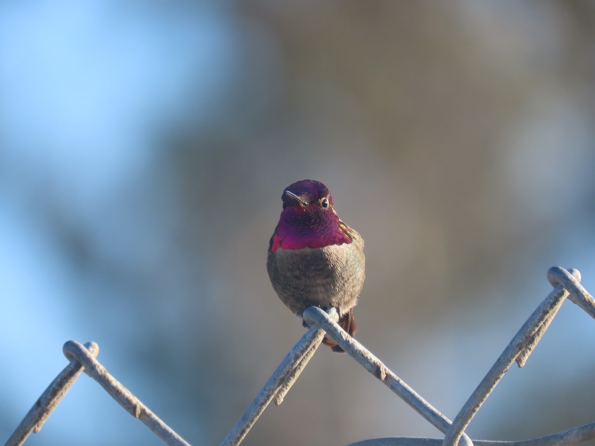 Anna's Hummingbird - ML309544641