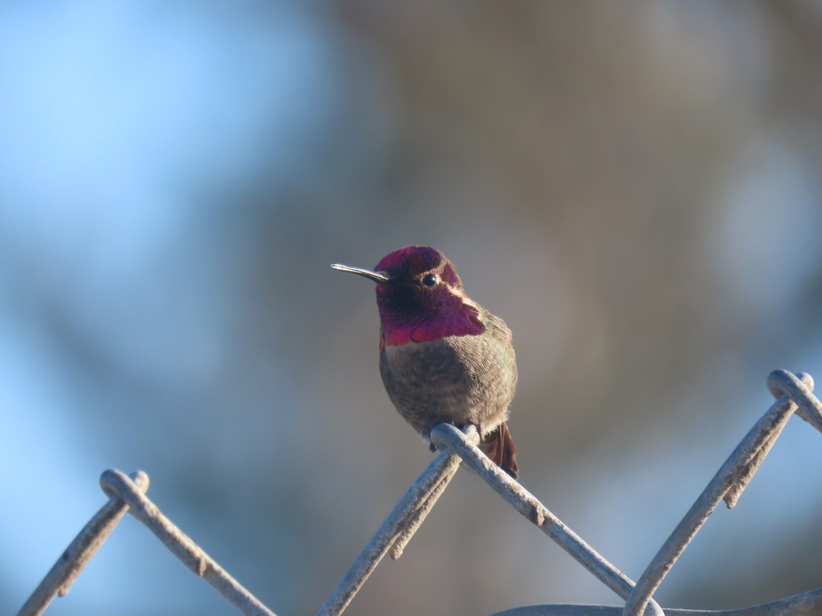 Anna's Hummingbird - ML309544691