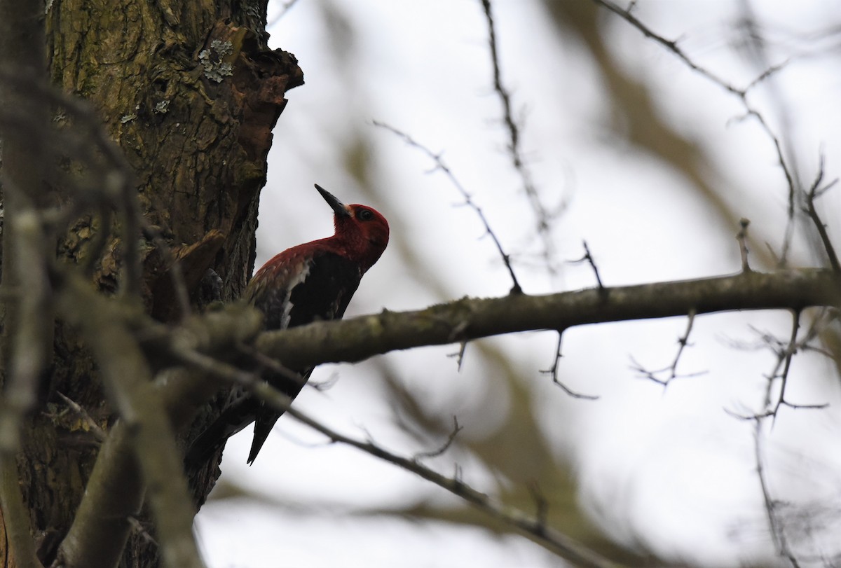 Red-breasted Sapsucker - ML309545021