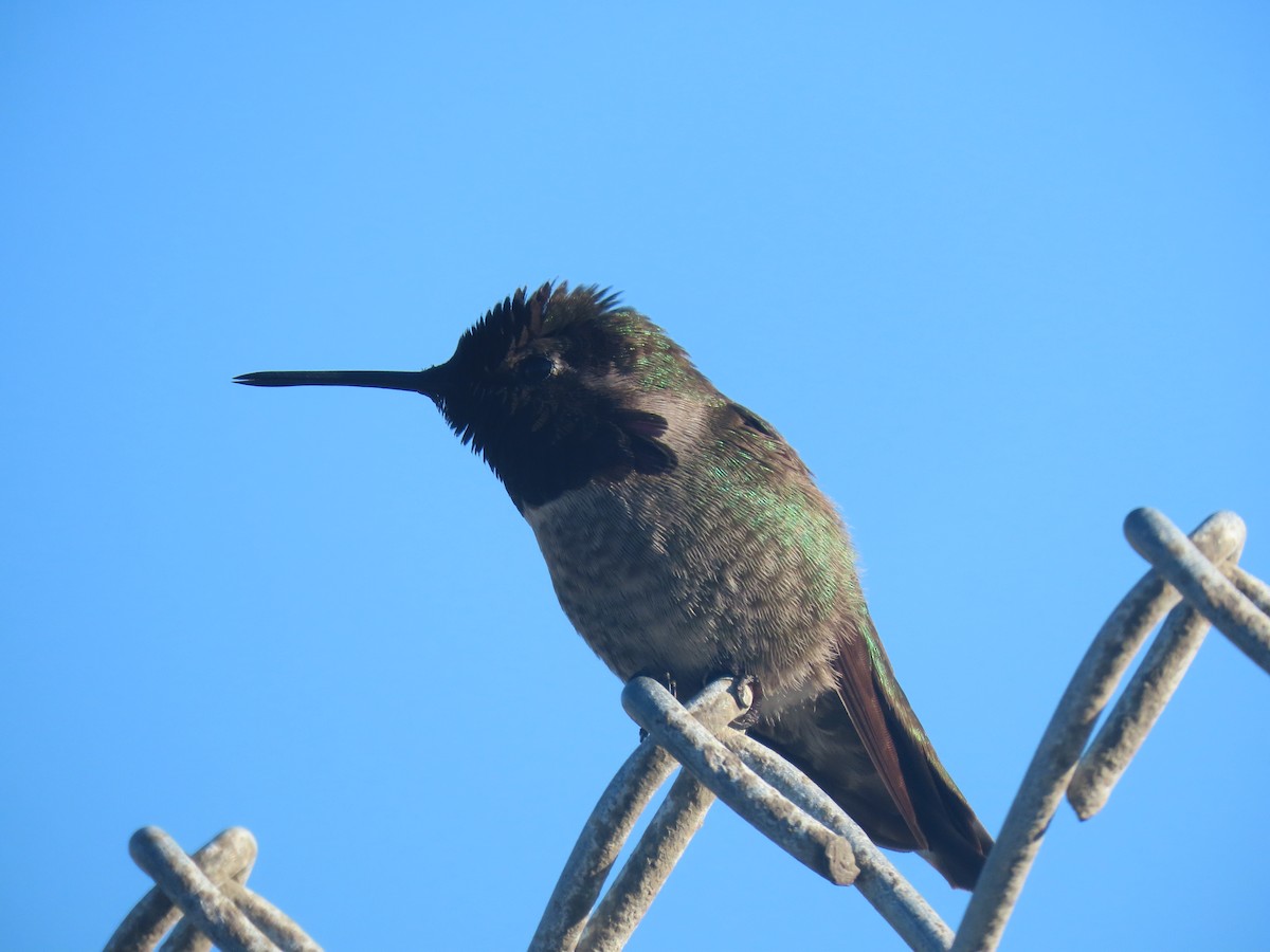 Anna's Hummingbird - ML309545141